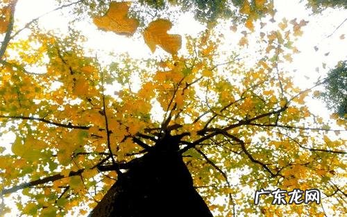 描写一年四季的优美段落 描写银杏树一年四季的段落