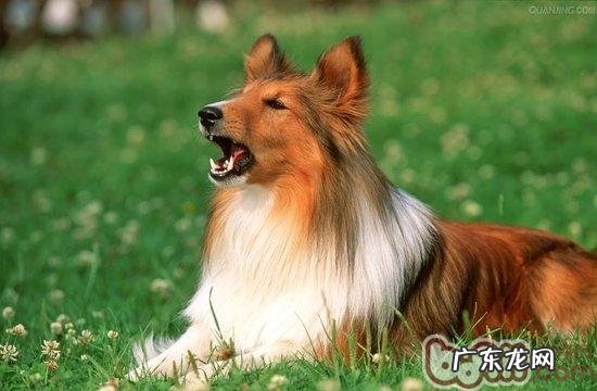 时节变换，留意搞好小狗毛皮安全防护工作中