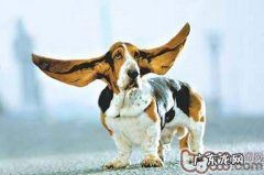 小狗耳朵里面的平时保养