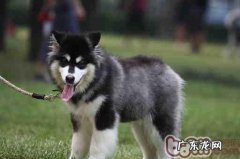 小狗秋天合理膳食强烈推荐