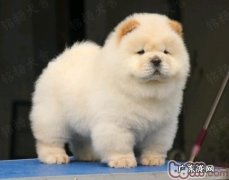 松狮狗的平时喂养方法