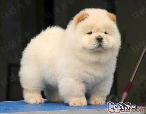 松狮狗的平时喂养方法