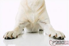 为小狗剪修手指甲的常见问题