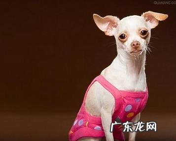 秋天留意三点避免 狗狗感冒