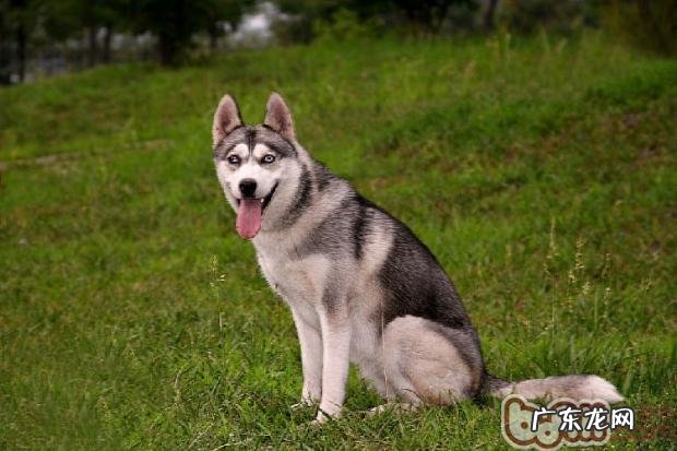 狗狗掉毛的清除方法