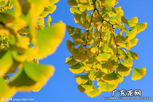 梧桐树叶的特点和外貌描写 银杏树叶的特点和外貌描写