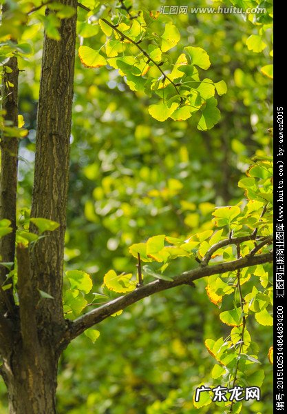 梧桐树叶的特点和外貌描写 银杏树叶的特点和外貌描写