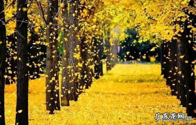 十一月致辞开场白 十一月怎么形容的开场白