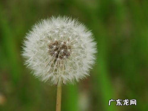 正宗蒲公英的图片 蒲公英长什么样子图片