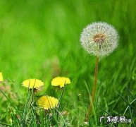 蒲公英资料简介20字 蒲公英的资料和介绍