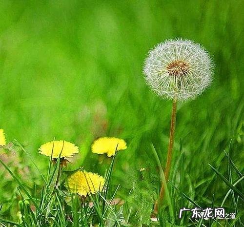 蒲公英资料简介20字 蒲公英的资料和介绍