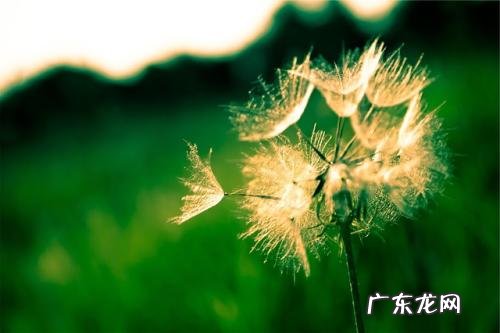 蒲公英资料简介20字 蒲公英的资料和介绍