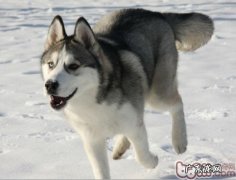 “表情帝”金毛的小表情讲解