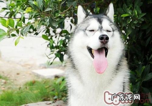 小狗的规范体尺包含什么