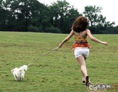 住宅小区遛猫遛狗你应该留意什么难题