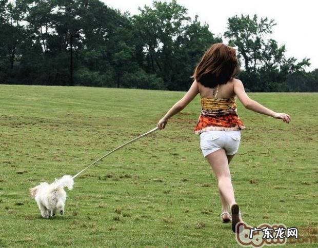 住宅小区遛猫遛狗你应该留意什么难题