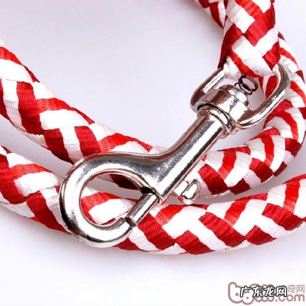 住宅小区遛猫遛狗你应该留意什么难题