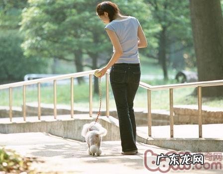 住宅小区遛猫遛狗你应该留意什么难题