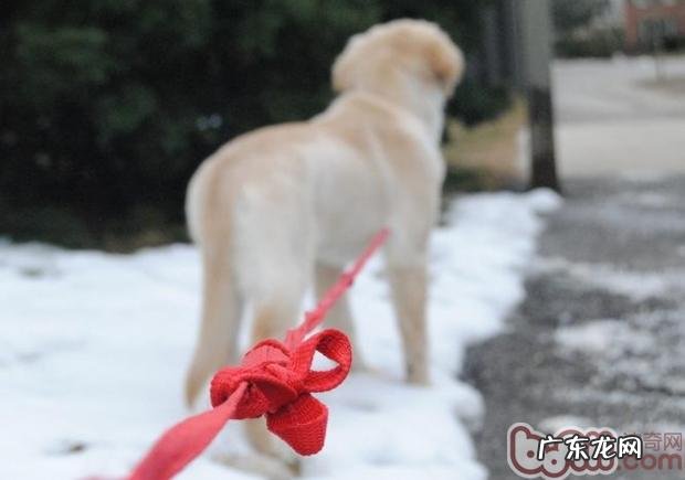 住宅小区遛猫遛狗你应该留意什么难题