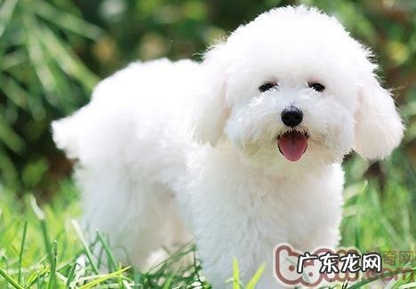 小狗在秋天的五个留意点