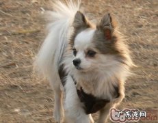 小宠物居然也会出现女性更年期