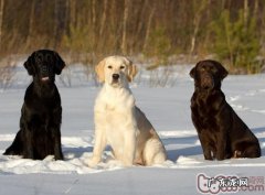 狗狗的眼睛能够辨别色调吗