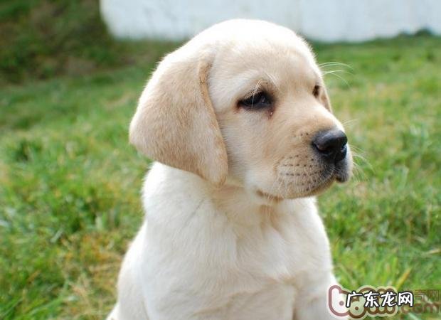 公犬绝育手术后怎么会长胖