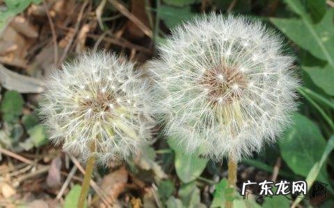 蒲公英能治什么病有什么功效 蒲公英能治什么病