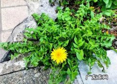 蒲公英能治什么病有什么功效 蒲公英能治什么病