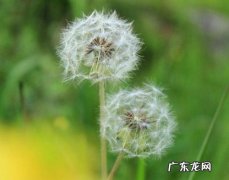 蒲公英草长什么样 蒲公英是什么样子的