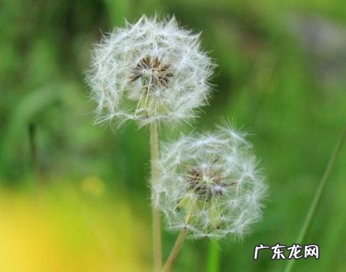 蒲公英草长什么样 蒲公英是什么样子的