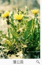 蒲公英草长什么样 蒲公英是什么样子的