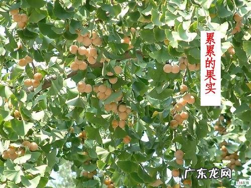 银杏树样子的描写一段话 美丽的银杏树写一段话