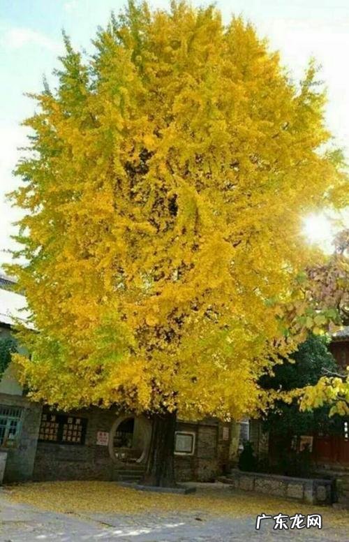 银杏树样子的描写一段话 美丽的银杏树写一段话