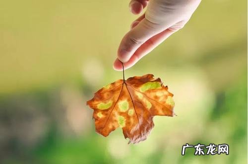 形容风温柔的词语四个字 如何形容风的温柔