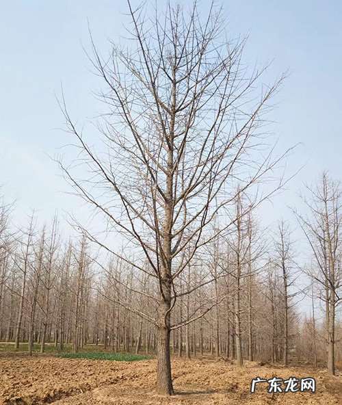 银杏树的特点和外貌描写 银杏树的特点介绍