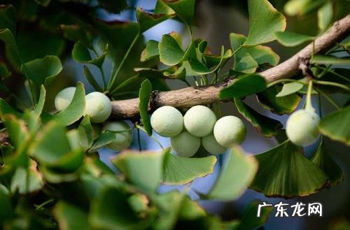 银杏树的特点和外貌描写 银杏树的特点介绍