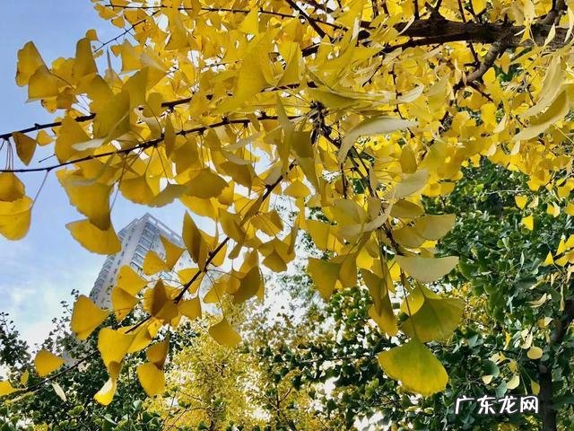 银杏树开花结果吗 银杏树开花