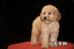 养公犬好還是后妈狗好