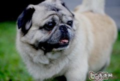 什么狗狗种类较为遭受热烈欢迎