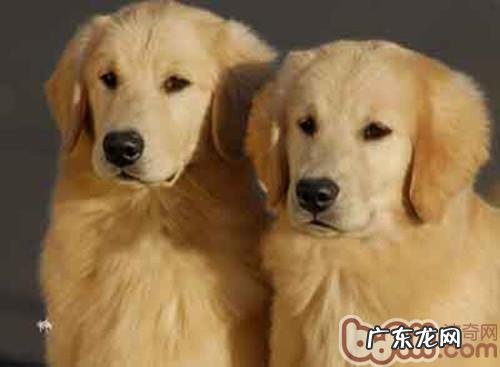 文明养犬,绅士狗狗外出必需