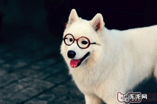 秋天狗狗掉毛的几个缘故