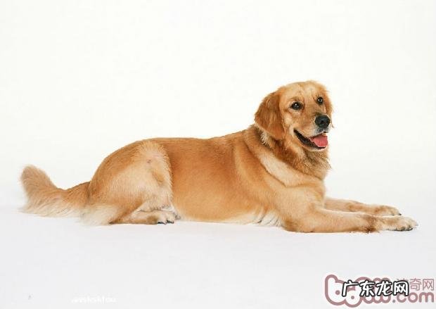 小狗生活用品的清理