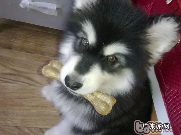 小狗食欲不振的几个缘故