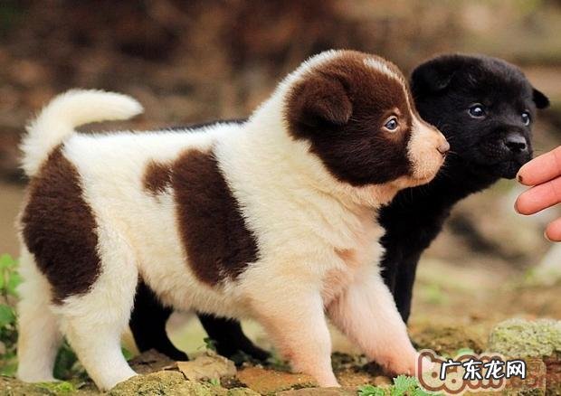 小狗秋天饲养注意事项