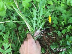 蒲公英草图片大全 蒲公英全草图片