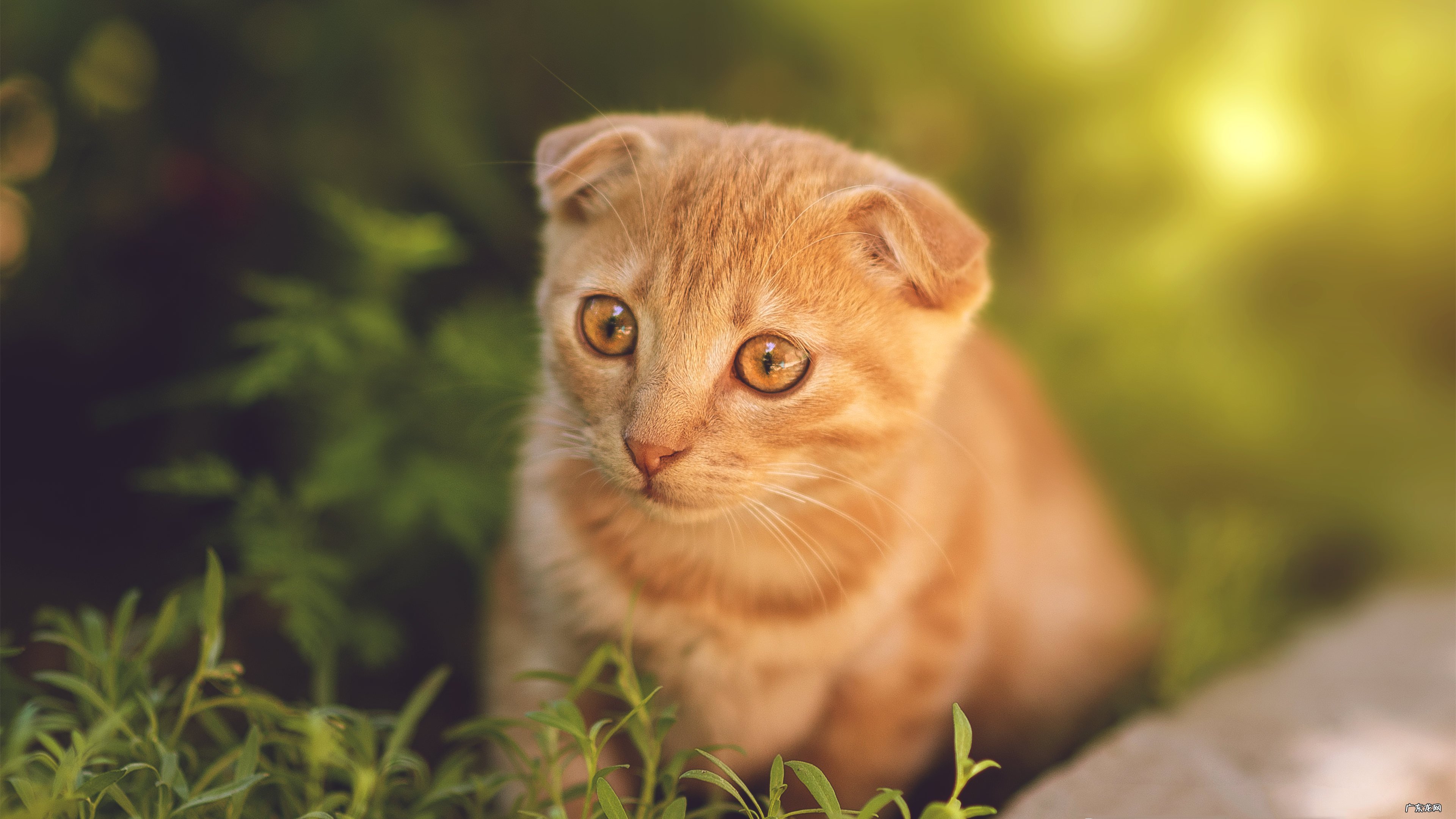 想瘦下来，是用代餐比较合适还是纯健身比较合适？