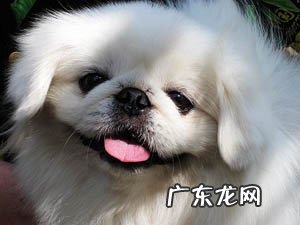 京巴犬的生活起居该如何照料
