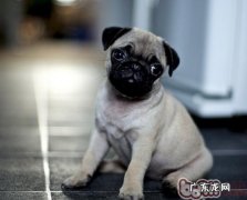 怎样给小狗取一个好名字