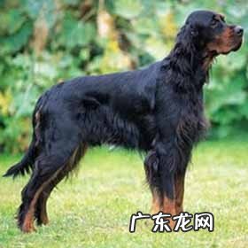 有关戈登盛福犬的材料详细介绍